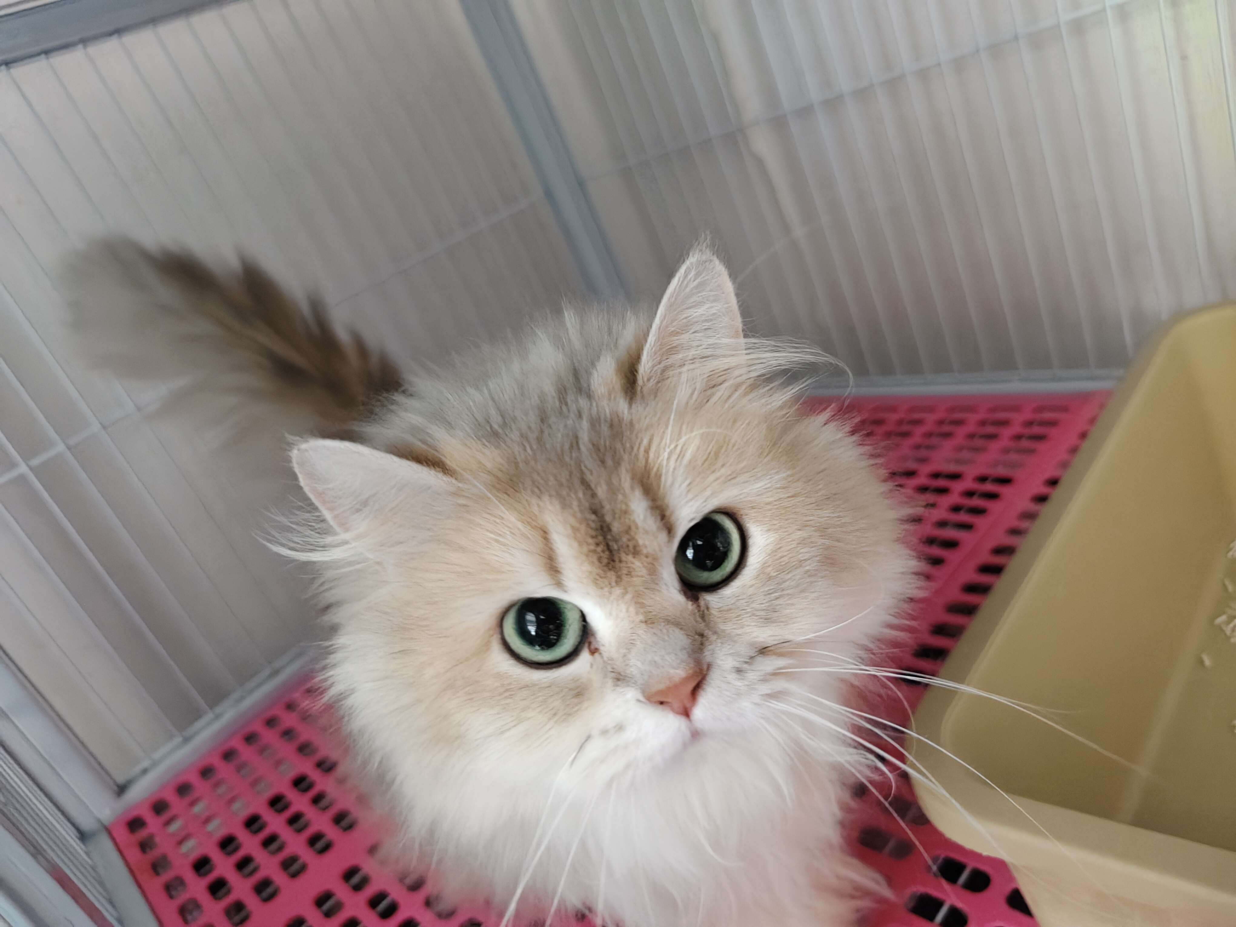 布偶猫布偶猫